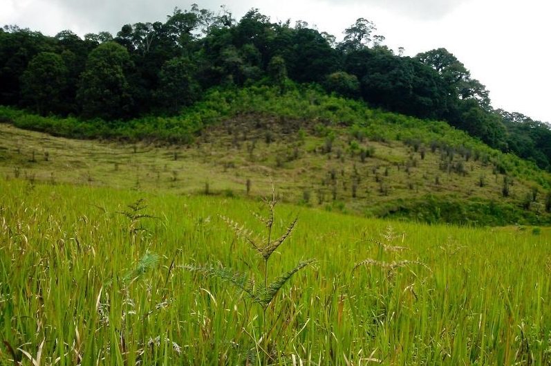 detikcom's tweet photo. Ternyata Ada Savana Seindah Ini di Bandung https://t.co/B4UAdx0ZcM via @detikTravel https://t.co/4A0xUeeNEc