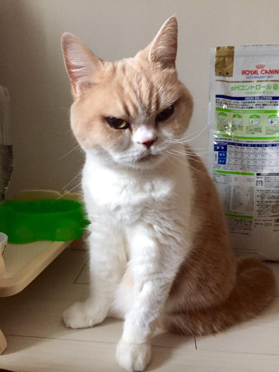 moflicious's tweet photo. 体が小さくなって耳の大きさが強調されてるせいかどとこなくうさぎ感が増した。ラビット小雪。 https://t.co/MsJC8DPikI