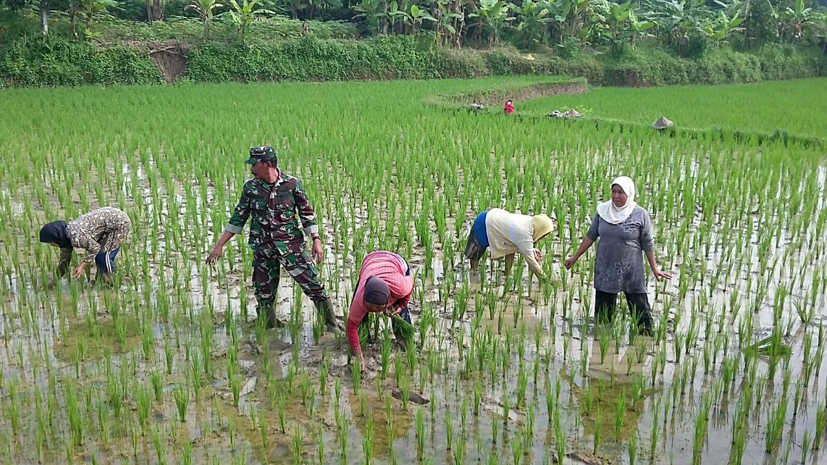tv_desa's tweet photo. Serma Suharya Babinsa Koramil 0222/Petir/Serang melaksanakan pendampingan penyiangan padi bersama Poktan Bakti Mulya https://t.co/zogmP8gFgR