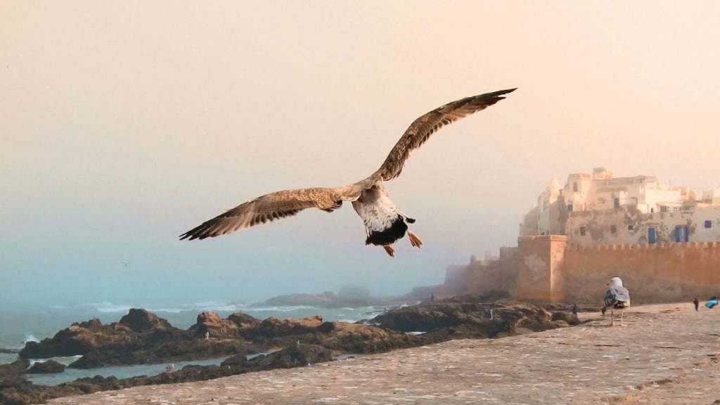 Ferdypaindepice's tweet photo. Il faut pouvoir suivre, accroches-toi bien, ça va aller très vite !
#MAGNIFIQUE #AuthenticMorocco https://t.co/vXK298S5F8