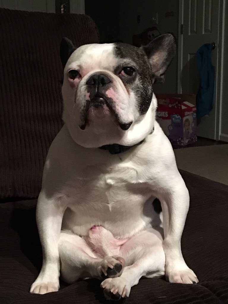 HugotheFrenchie's tweet image. I am a yoga master.