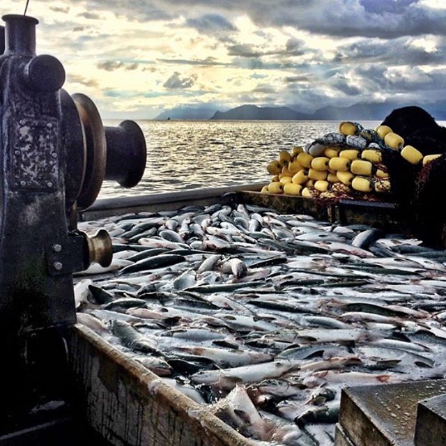 GrundensUSA's tweet photo. Deck loaded on the Miss Melody https://t.co/CwjjNFm3KB
