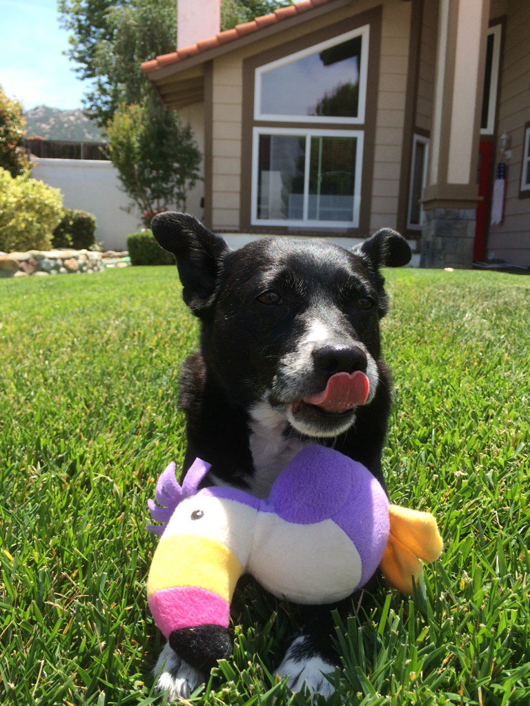ptez2112's tweet photo. #tongueouttuesday @dog_rates #dogsdayoff https://t.co/hNKp9GuI0S