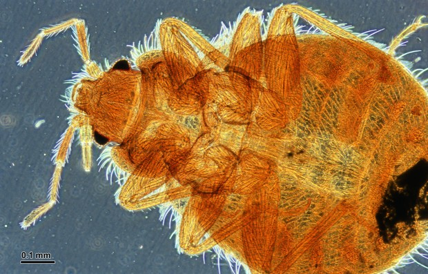 JPQuebec's tweet photo. La fin des punaises de lit approche. Des scientifiques ont séquencé le génome #ByeByeBedBugs https://t.co/hXyzO5qZrT https://t.co/fVJrxYQQfk