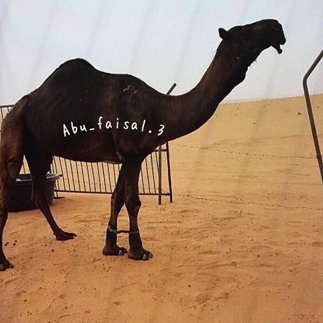 من فحول ابل الامير
فهد بن سلطان بن عبدالعزيز ال سعود
