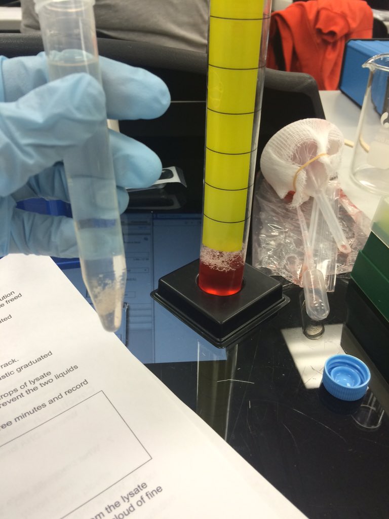tschiebs's tweet image. Using chemical and physical processes to extract DNA from strawberries!! 🍓 #TeachAg #AgInTheClassroom #AEC4228