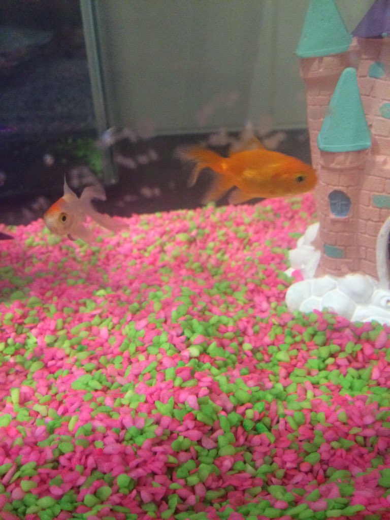 TaraTweets__'s tweet photo. Lady Audrey and sir George 🐟 https://t.co/uSFbag0vw0