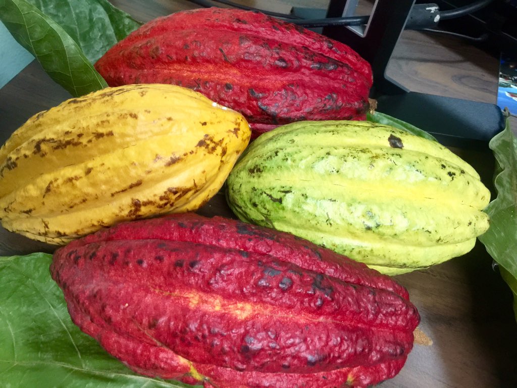 #colors of #Grenada &amp; #cocoa ready for #independenceday celebrations <a href="/GrenadaChocolat/">Grenada Chocolate Company</a> <a href="/GoPureGrenada/">Go Pure Grenada</a>  <a href="/GHTAorg/">GHTA</a>
