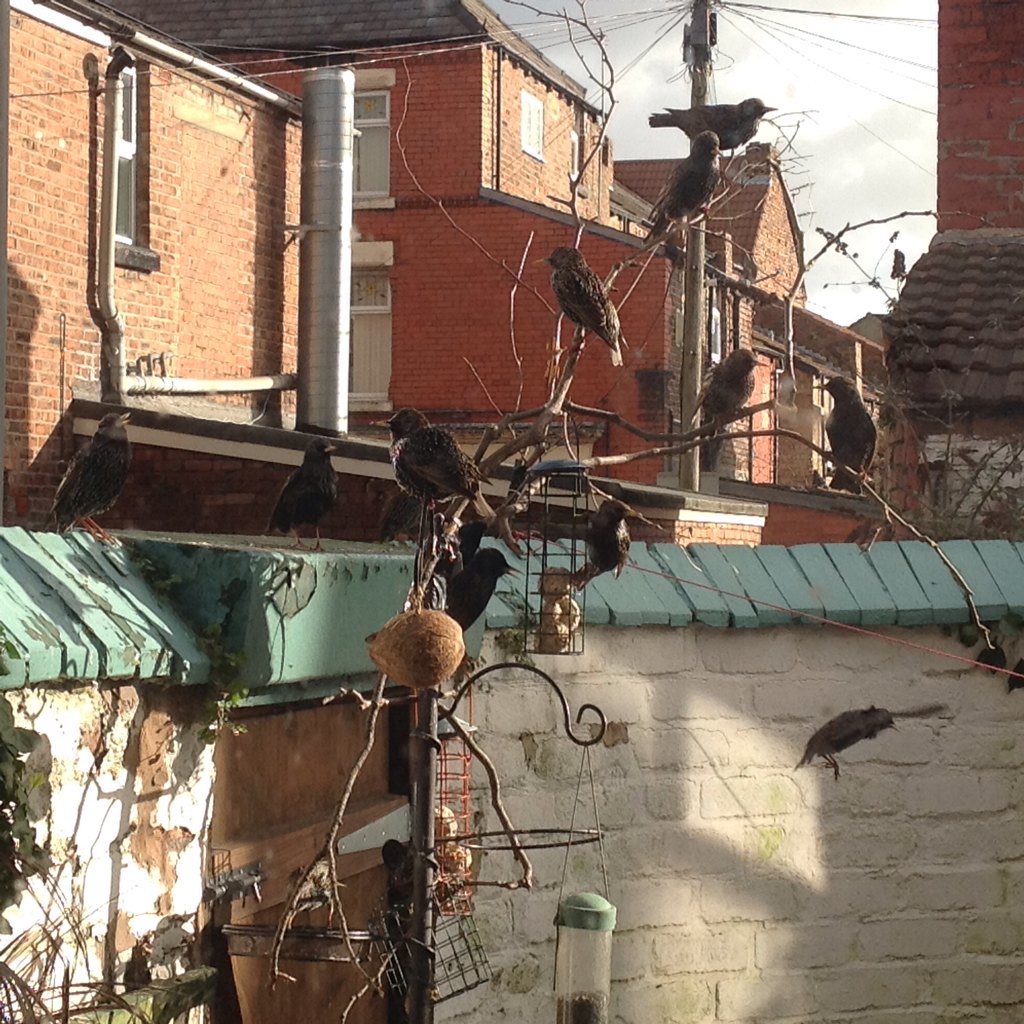 nfnmandy's tweet photo. Some of my 14 starlings on #BigGardenBirdwatch Day. + 15 goldfinches, 1 magpie, 1 trusty dunnock #tinybackyard https://t.co/dSqy5ryPLt