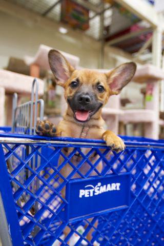 petsmart0667's tweet photo. Come meet adorable adoptable pets Feb. 12 -14th! Isle Of Wight Humane Society &amp; Adopt A Spot! #adoptions #petsmart https://t.co/sl6TUV0c7a
