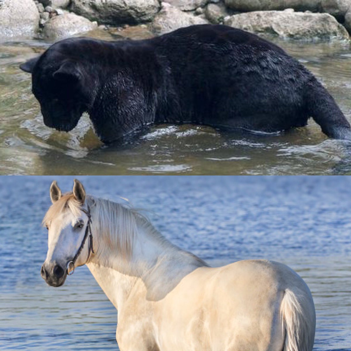 SwimToday's tweet image. Broncos vs. Panthers - who would win in a swim-off? #FunnestSport #SB50