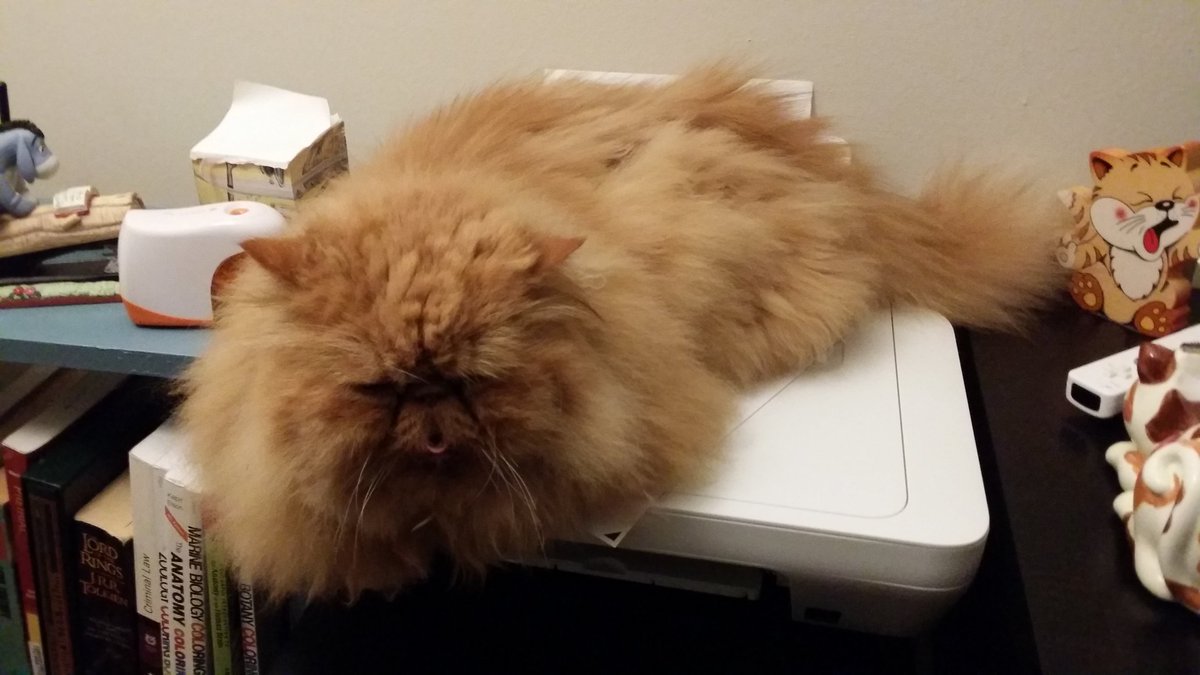 OscarTheFurry's tweet photo. Today We set up the printer! It makes noises &amp; poops paper!
#printerlove https://t.co/uGizjetaXm
