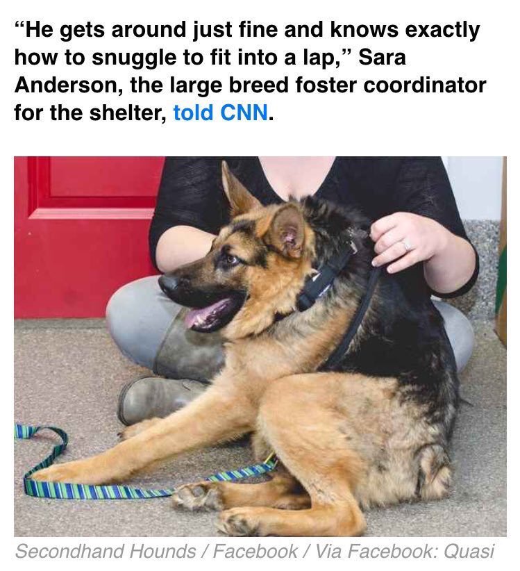 crazylifefacts_'s tweet image. He is so cute 🐶