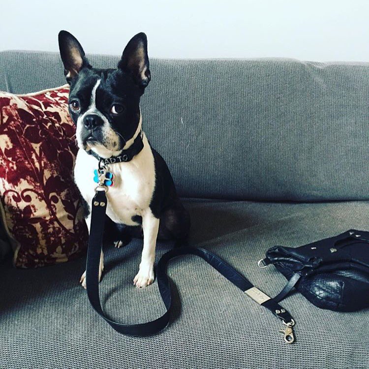 The adorable @mustluvdogs is showing us how the strap of her FC bag can double as a leash! #FCset #foleyandcorinna