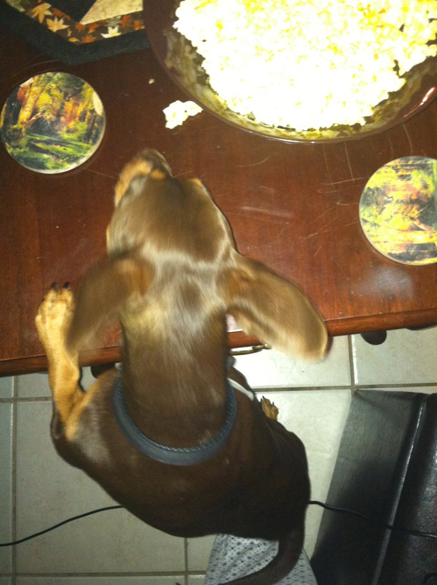 dsquilts02's tweet photo. Silly dog, trying to steal my popcorn! @jollytimepops #DogLover #popcornrocks https://t.co/rvkqWGSep7