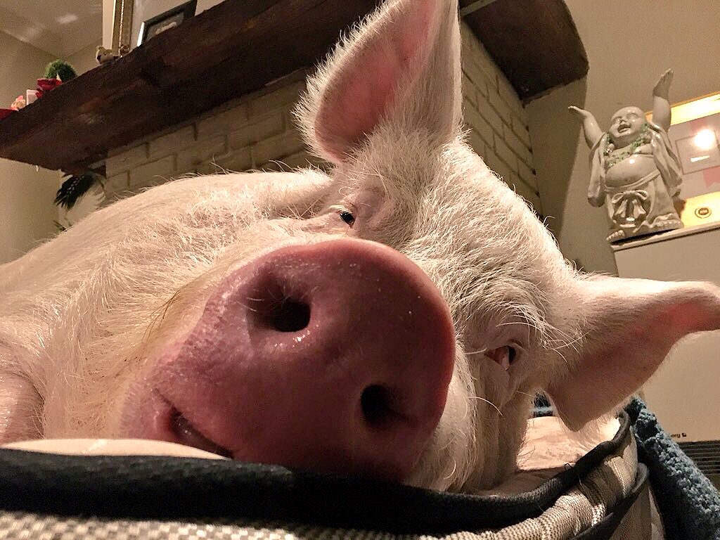 EstherThePig's tweet photo. I'm always hungry or tired or both. https://t.co/2SZWDrxIEh