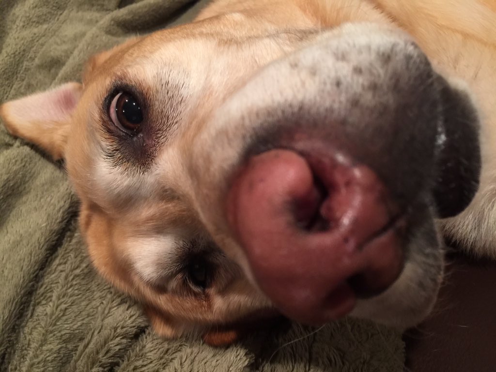buffy999's tweet photo. #mustlovedogs
#dogsoftwitter  #dogs #doggynoses https://t.co/55qxKRr0wS
