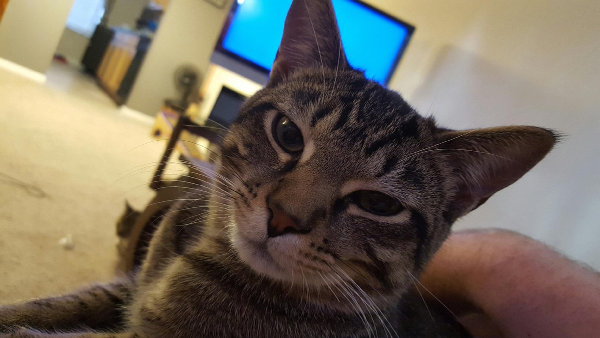 kittensNcatnip's tweet photo. Whatchu lookin at? #bertthecat #kittensNcatnip #AdoptDontShop #rescue #fosterfailure https://t.co/qT1nWj27Az