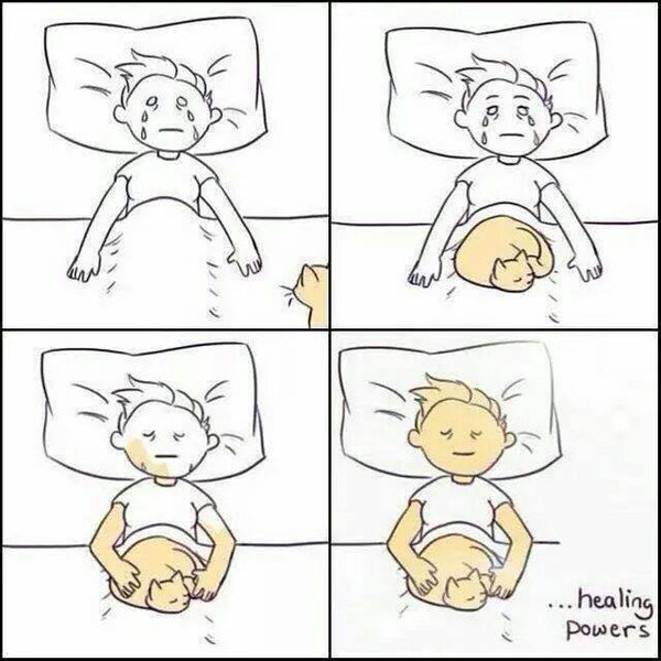 WarmingCuteness's tweet photo. Cats have powers. https://t.co/EEgxXQsX5Q