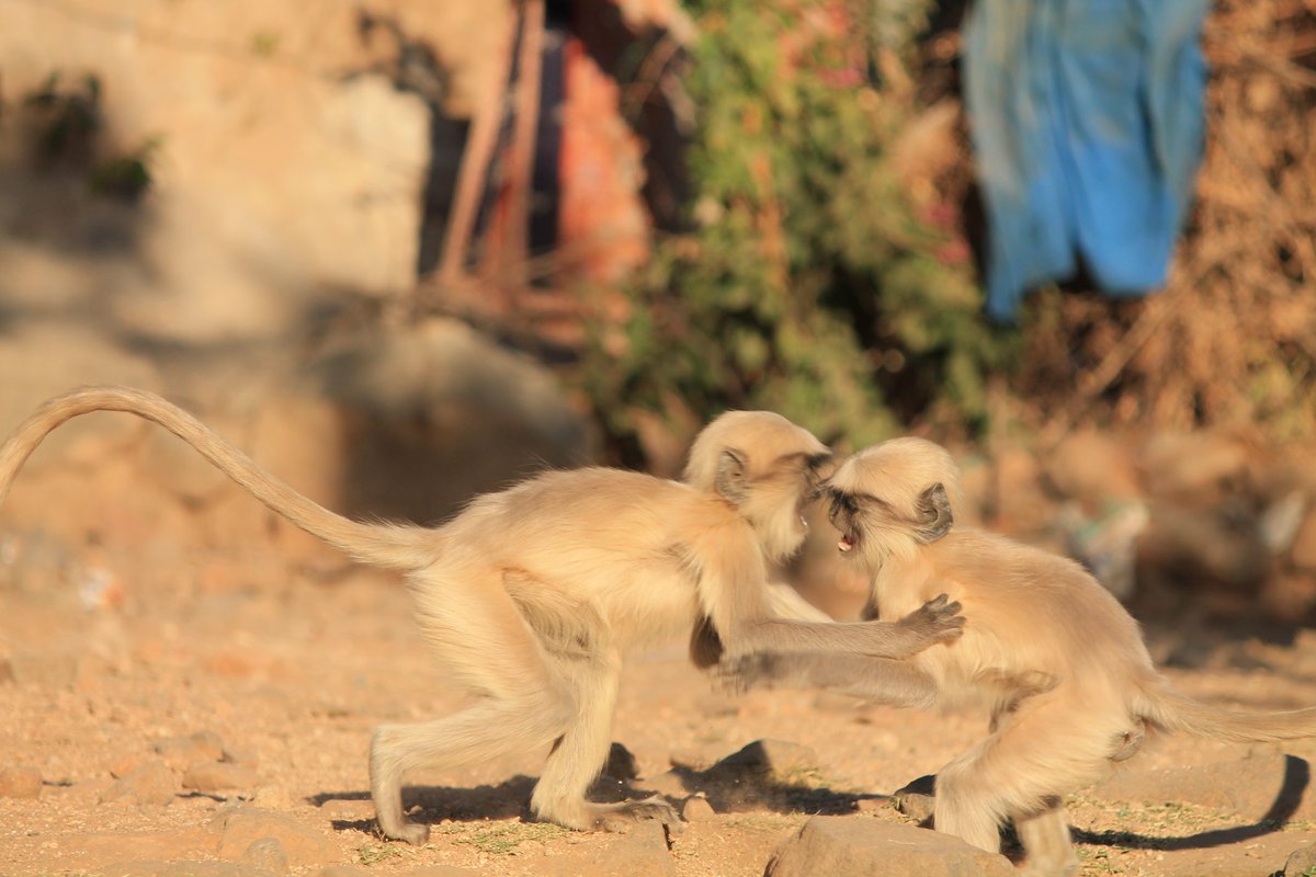 PrajeshGaonkar's tweet photo. A hug or a fight 
It's our point of view 
#travelphotography #traveldiary #streetphotography #wildlife #nature https://t.co/VPHv1voXIl