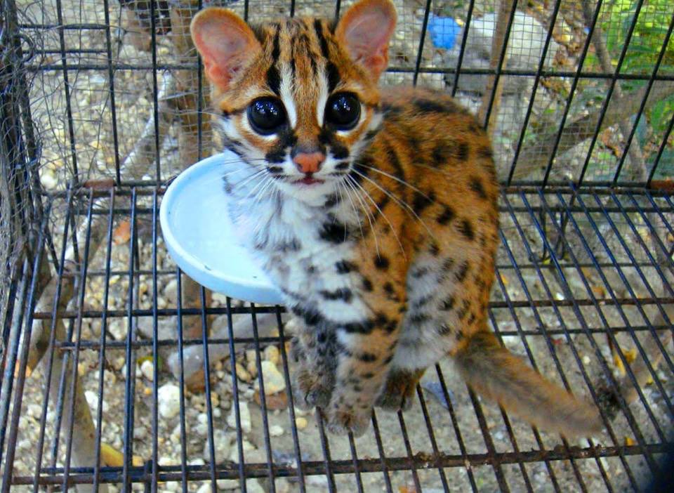 TheMindBlowing's tweet photo. Ever seen a baby ocelot: https://t.co/voBy57kCDl