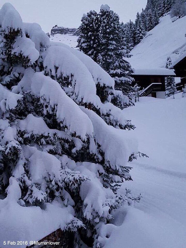 #Powder Alert! #Mürren has 98cm in the village and 235cm at the #Schilthorn. -1c and soon the sun will out.