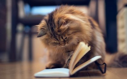AnimalsReading's tweet image. 