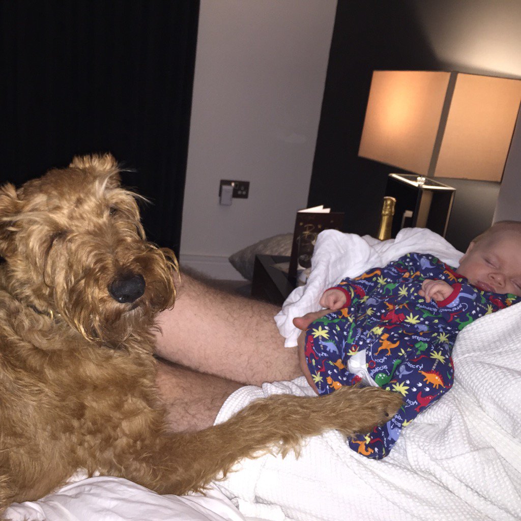 RegOMahony's tweet photo. ❤️❤️#irishterrier #babycian https://t.co/ui7vsA4iiO