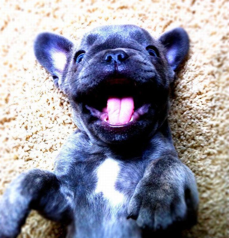 MATIASM97027089's tweet image. 🐶🌈🌈🌈🌈 Good morning 🌈🌈🌈🌈 🐶🐾#HappyWeekend 🐾