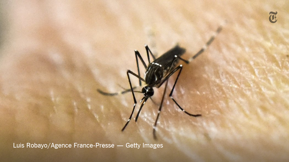 nytvideo's tweet photo. How dangerous is Zika virus, and who is most at risk? https://t.co/WQzReTiBV4 https://t.co/W6RGsKtrcw