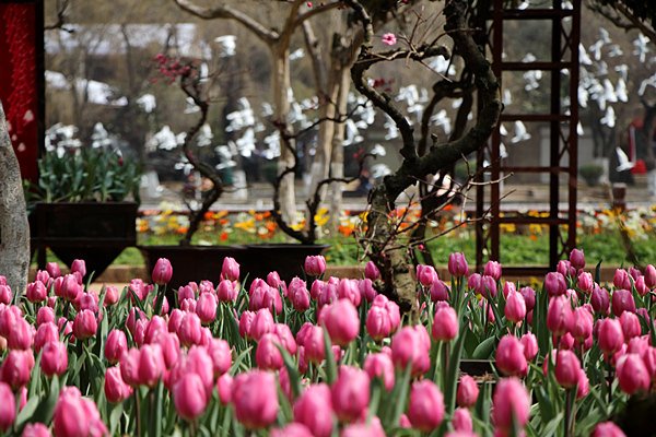 SeeYunnan's tweet photo. Different kinds of tulips are arranged in Kunming Daguan Park for park goers
https://t.co/99z8MtRKjz https://t.co/DrlDryVRYY