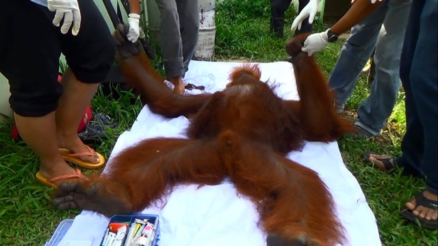 Sedihnya…Ternyata, Pongky Alami Kebutaan di Medan Zoo :( ow.ly/XYgPR <a href="/WWF_ID/">Yayasan WWF Indonesia</a> <a href="/melaniesubono/">ATOR Protocolً</a>