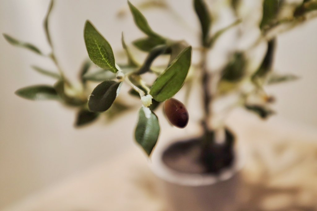 AVIVAChicago's tweet photo. Peace, goodwill and olives. #AvivaChicago https://t.co/GQKv7sl4xz