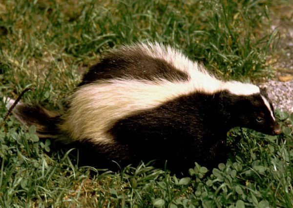 wbir's tweet image. Look out for skunks! They're proliferating, thanks to our warmer weather.
on.wbir.com/1S4eqvM