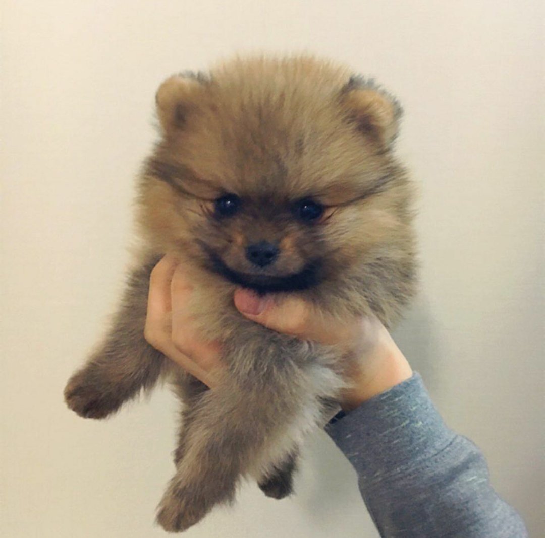 _DreamBAP's tweet photo. [!] Zelo uploaded a photo on his instagram: "#OkDog 🙏🙏 #You #Are #Now #MyDongsaeng" ---> https://t.co/BnjMnKrEdk https://t.co/swK2uCPxy6
