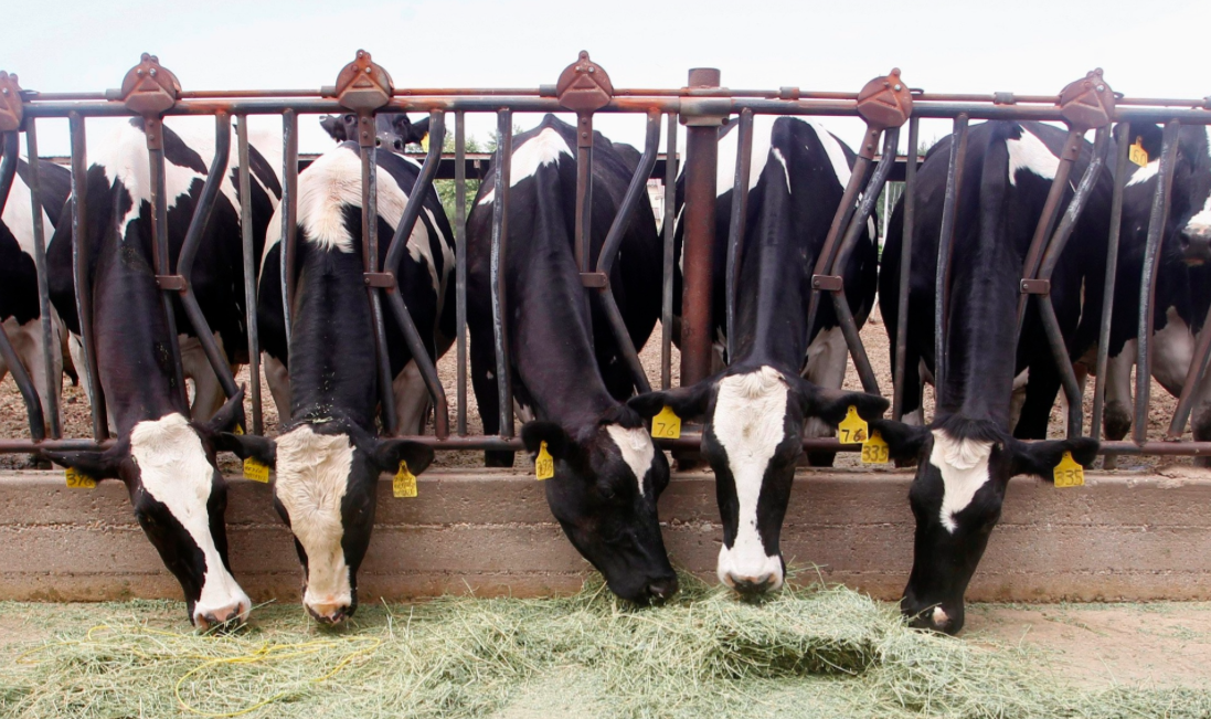 DaniNierenberg's tweet photo. Milking it: critics take aim at new environmental guidelines for dairy industry - https://t.co/MvJTI1Pno5 @guardian https://t.co/8IeMIDl1Ks