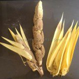 atlantis2500yrs's tweet image. #Cobras come2smell #Thaalampoo(#ScrewPine)Green2Red &amp;amp;u know  Rs.200/flower@Mylapore(2012)
youtube.com/watch?v=IgANjK…