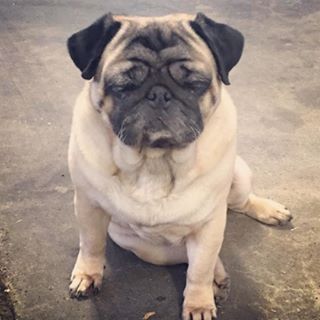 Joy_PhotoCam's tweet photo. #goodmorning #müde #freitag #mops #pug #puglife #misttag https://t.co/aRVLw0BDZj https://t.co/7sB3WxcUvE