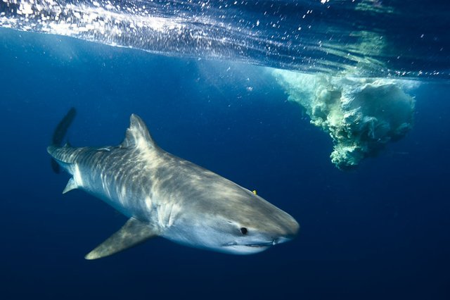 NikonIndia's tweet photo. Learn about unlimited possibilities of shooting great underwater images here: https://t.co/XsOXFkohk8 #IAMKnowledge https://t.co/EAzJ6jm6TK