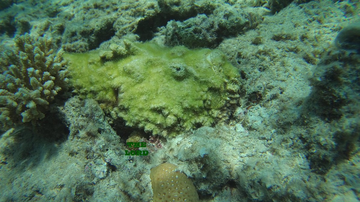 TheLordRL's tweet photo. Nahezu perfekt #getarnt, der #Steinfisch #scuba #stonefish #red #sea #Diving #tauchen #hurghada @ACTIONPRO_DE @Knog https://t.co/3YBb029lCd