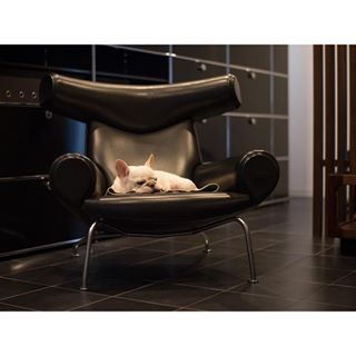 Frenchie_Cute's tweet photo. #frenchbulldog #BRONSON #oxchair #hansjwegner #erikjørgensen #denmark #usmhaller https://t.co/4r6kcvznbw https://t.co/tqvcqm4lxF
