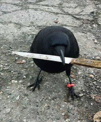 DaveThroup's tweet photo. You know you're in a dodgy area when the crows wear electronic tags and carry a blade. https://t.co/GXRZGifuB2