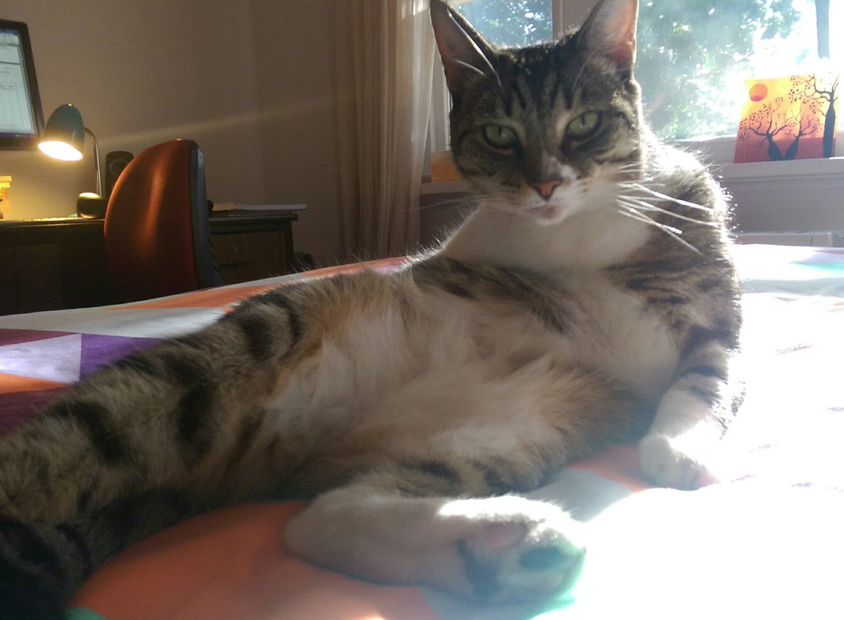 WhingeyCat's tweet photo. Who said cats were graceful? https://t.co/2shzd6L6ye