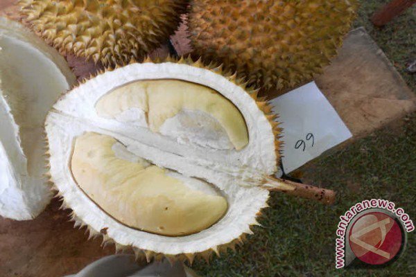 Inilah Jenis durian unggul di sekitar Kota Depok
bit.ly/1KGQuXO