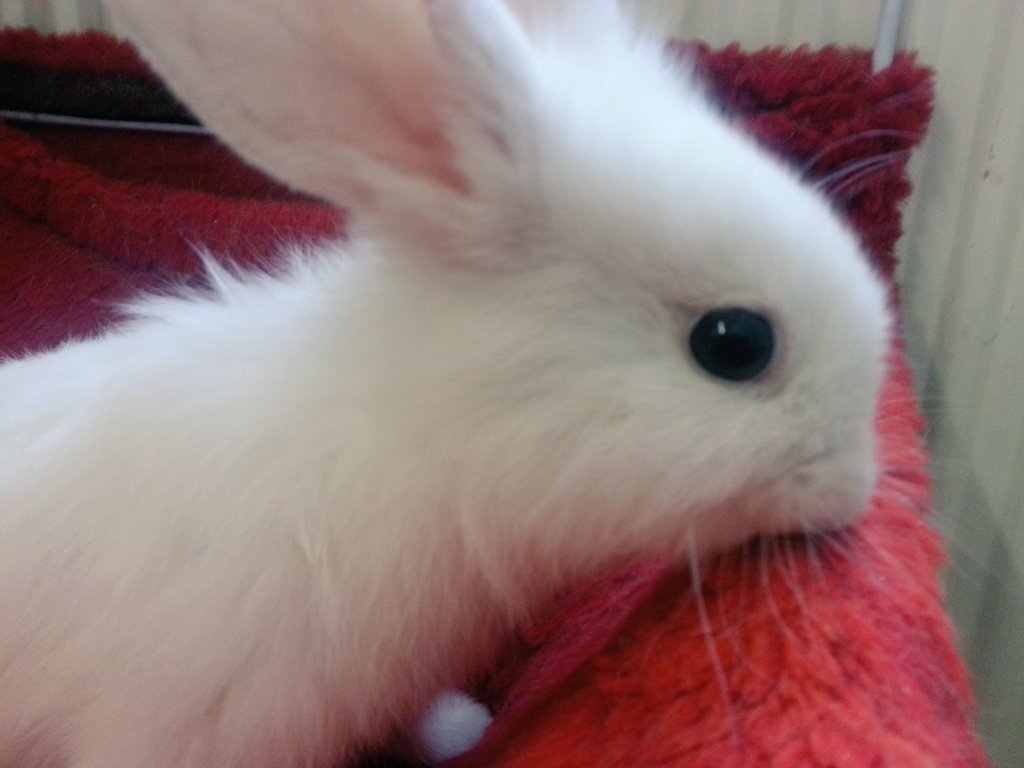 Denizligunesli's tweet photo. Sahip arayan tavşanımızdan bir kaç kare 🐇 https://t.co/jdLCHXdWUH