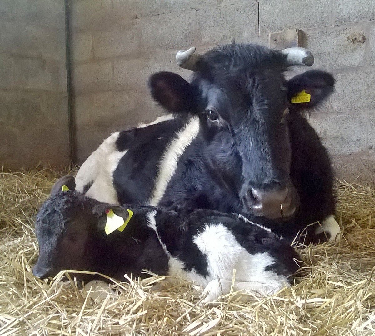 Meet the newest arrival on our farm. Born on the eve of 4 Feb. Can you think of a name beginning with 'D' for her?