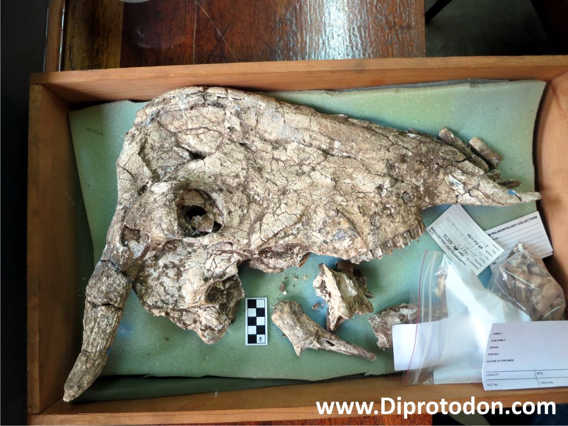 TheFatWombat's tweet photo. Meet DINOLOPE! An antelope that thought it was a dinosaur #FossilFriday New study just out: https://t.co/SfNUAM7C8P https://t.co/zWKp0DGW46