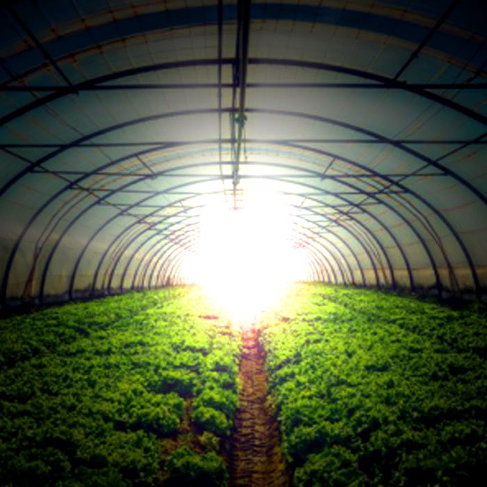 startup_italia's tweet photo. #startup Future Food è il nuovo #accelerator per idee innovative del #food. https://t.co/q61XGmunBj https://t.co/x9zI98Occf