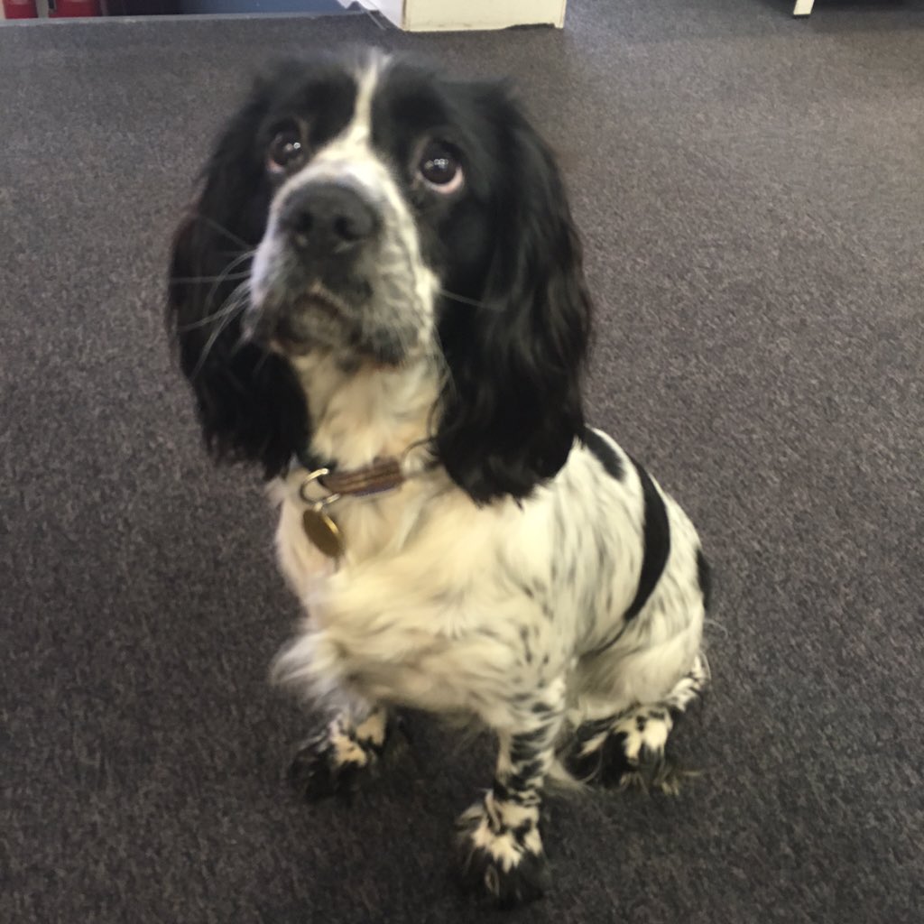 StellarRetail_'s tweet photo. Lovely Leila having a happy Friday in the Mash office! #happyfriday #mashstaffing https://t.co/8sQ60n4Gsd