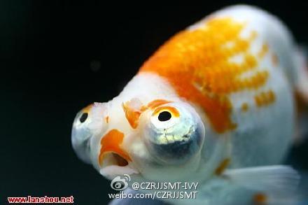 中国新ボーカロイド 星尘が発売 Pvも登場 いったいどんな声なの そして 星尘に続く新中国ボカロとは Togetter